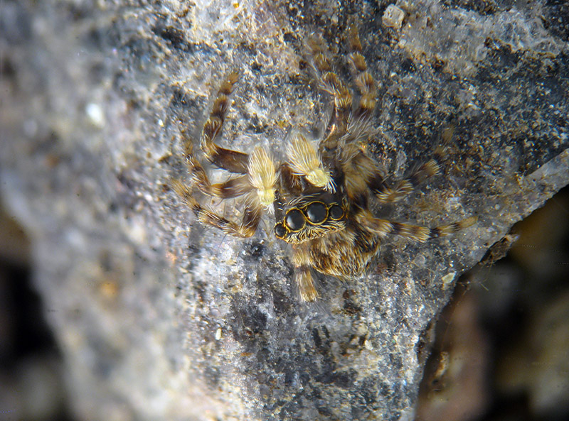 Pseudeuophrys sp. - Albizzate (VA)